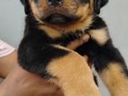 Rottweiler Puppies