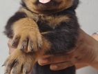 Rottweiler Puppies