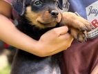 Rottweiler Puppies