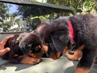Rottweiler Puppies