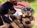 Rottweiler Puppies