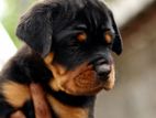 Rottweiler Puppies