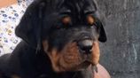 Rottweiler Puppies