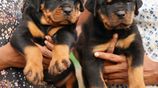 Rottweiler puppies
