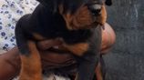 Rottweiler Puppies