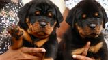 Rottweiler puppies