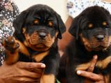 Rottweiler puppies