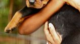 Rottweiler puppies