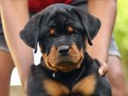 Rottweiler Puppies