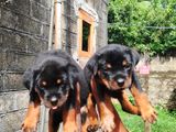 Rottweiler Puppies