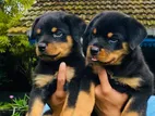 Rottweiler Puppies