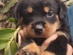 Rottweiler Puppies