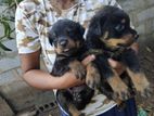 Rottweiler Puppies