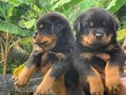 Rottweiler Puppies