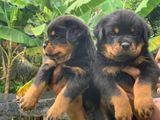 Rottweiler Puppies