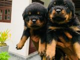 Rottweiler Puppies