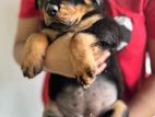 Rottweiler Puppies