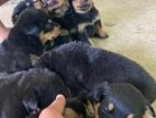 Rottweiler Puppies