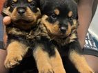 Rottweiler Puppies