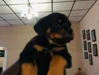 Rottweiler Puppies