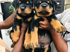 Rottweiler Puppies