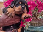 Rottweiler Puppies