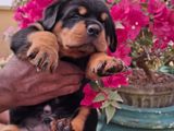 Rottweiler Puppies
