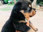Rottweiler Puppies