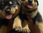Rottweiler Puppies