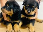 Rottweiler Puppies for Sale
