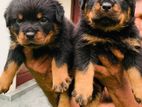 Rottweiler Puppies