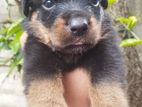 Rottweiler puppies for sale