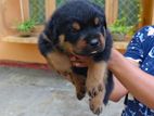 Rottweiler Puppies