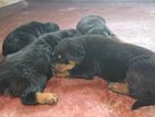 Rottweiler Puppies
