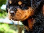 Rottweiler Puppies