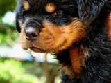 Rottweiler Puppies