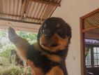 Rottweiler Puppies