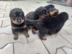 Rottweiler Puppies