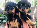 Rottweiler Puppies