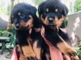 Rottweiler Puppies