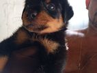 Rottweiler Puppies