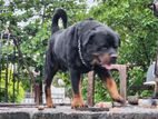 Rottweiler Puppies
