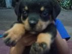 Rottweiler Puppies