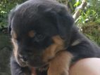 Rottweiler Puppies