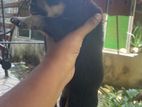 Rottweiler Puppies