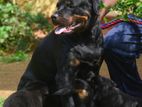 Rottweiler Puppies