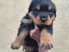 Rottweiler Puppies