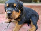 Rottweiler Puppies