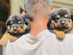 Rottweiler Puppies For Sale
