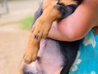 Rottweiler Puppies